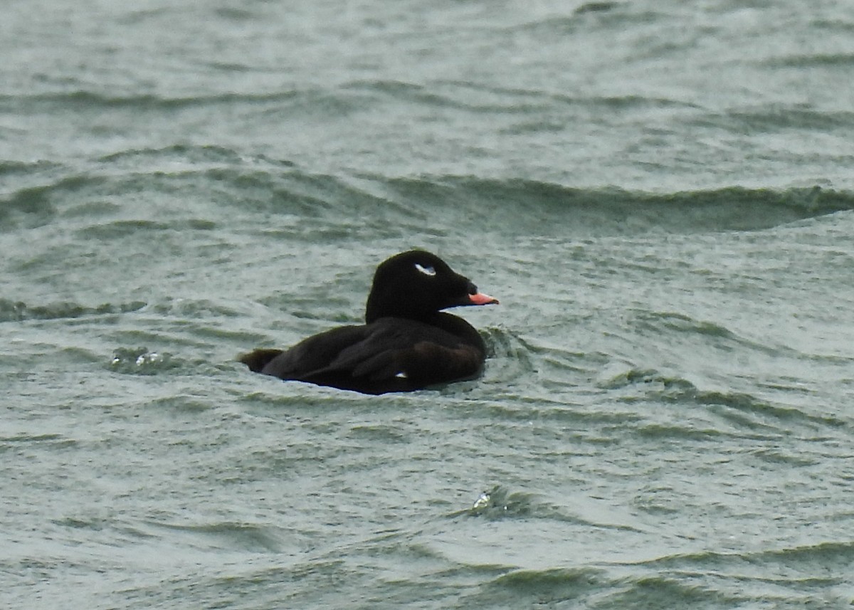 White-winged Scoter - ML643493878