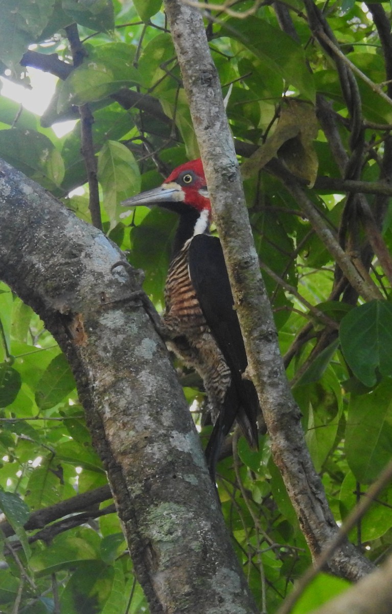 Crimson-crested Woodpecker - ML643493889