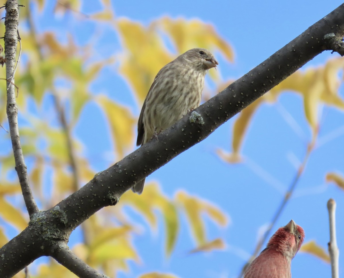 House Finch - ML643493915