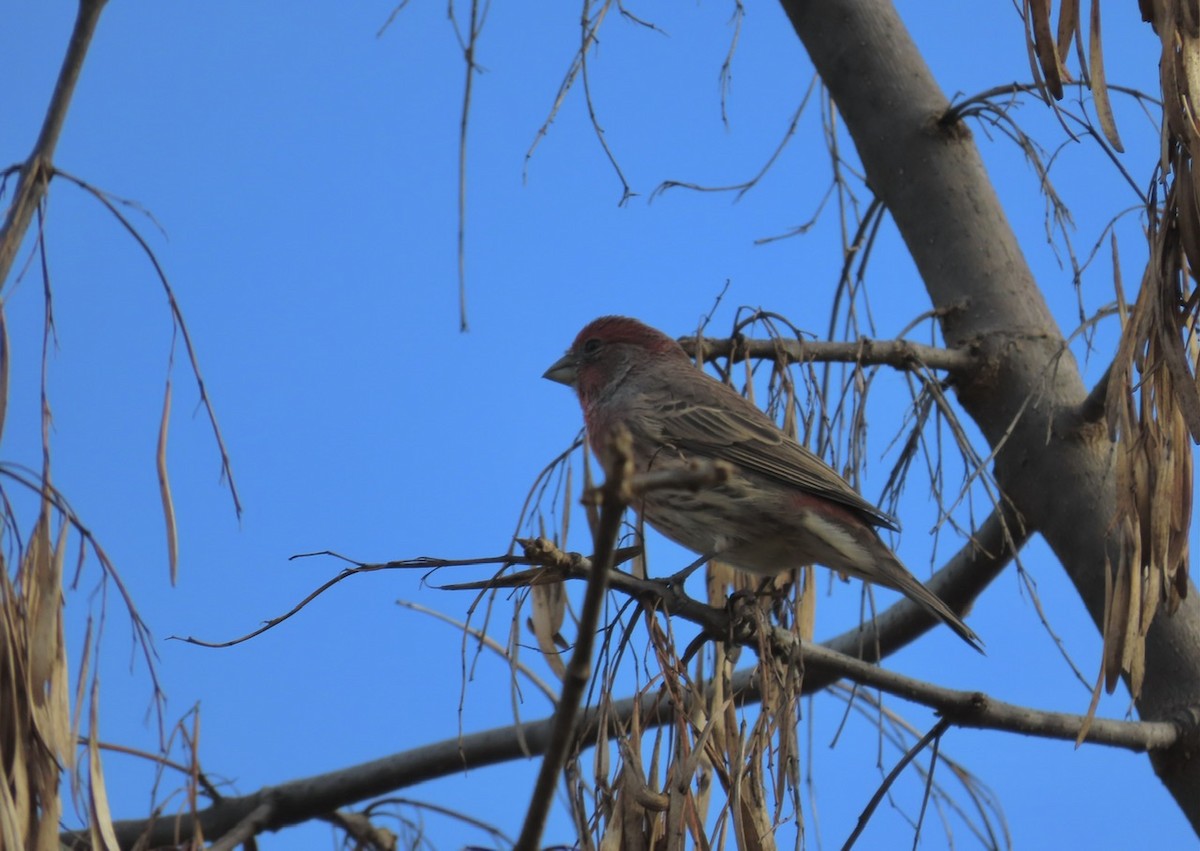 House Finch - ML643493916