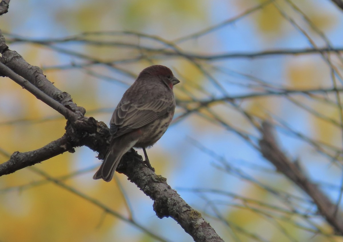 House Finch - ML643493917
