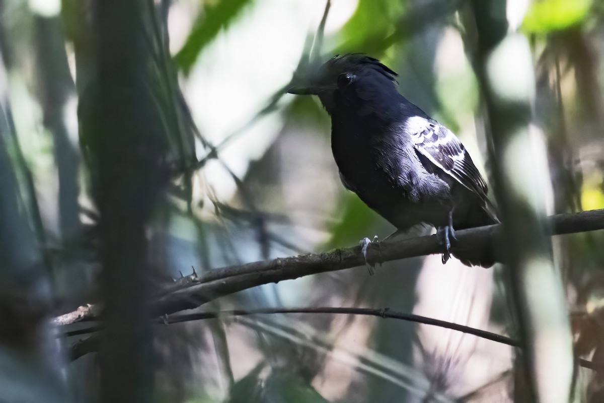 White-lined Antbird - ML643493926