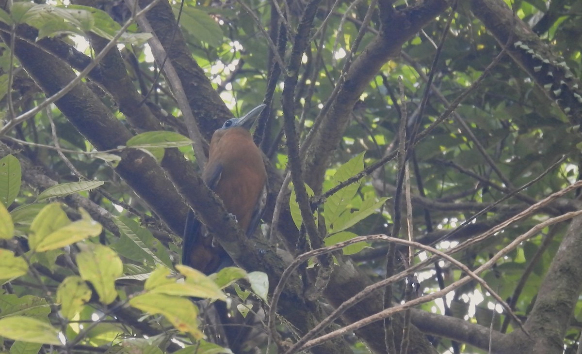 Capuchinbird - ML643493928