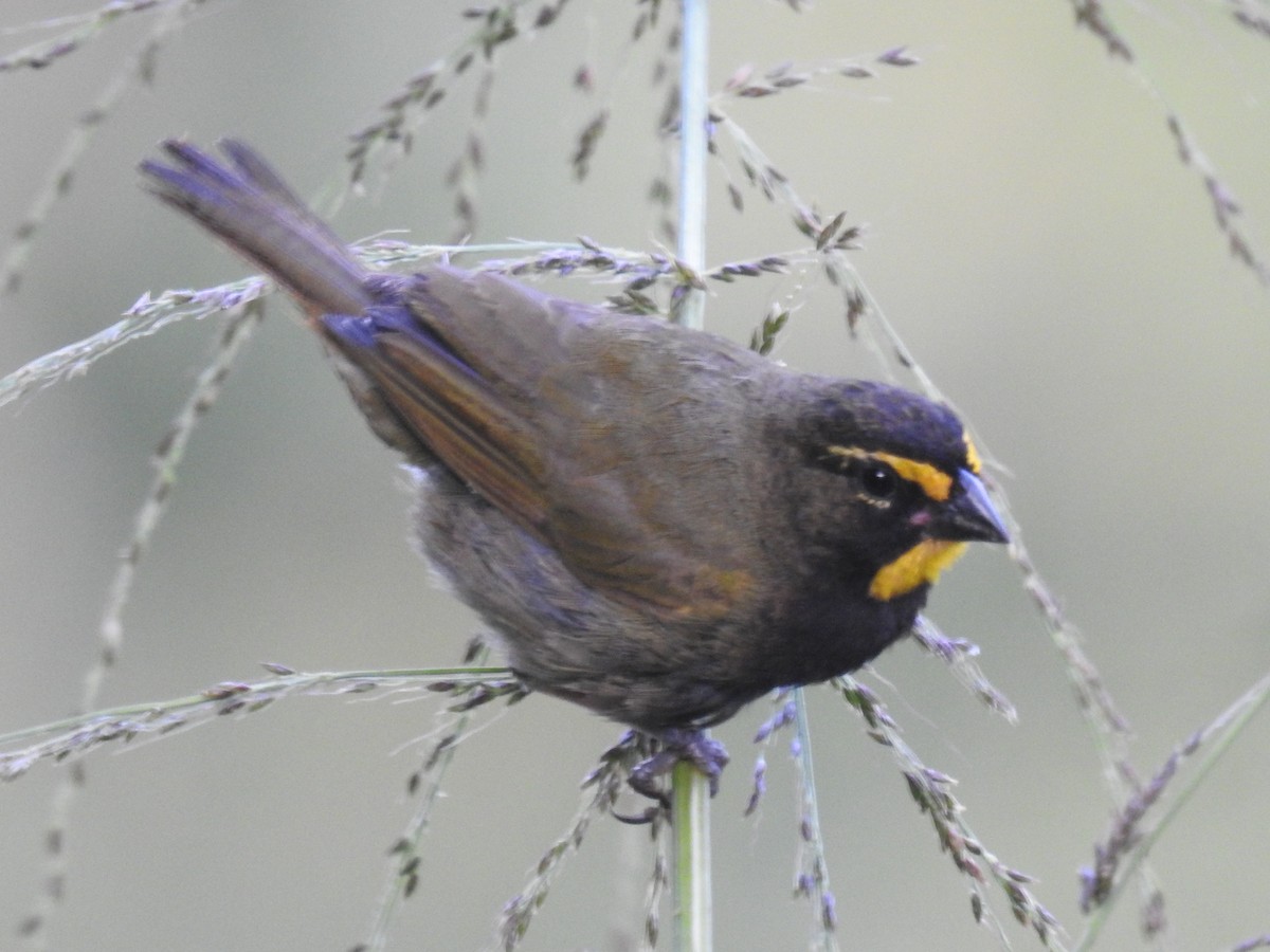 Yellow-faced Grassquit - ML643493929