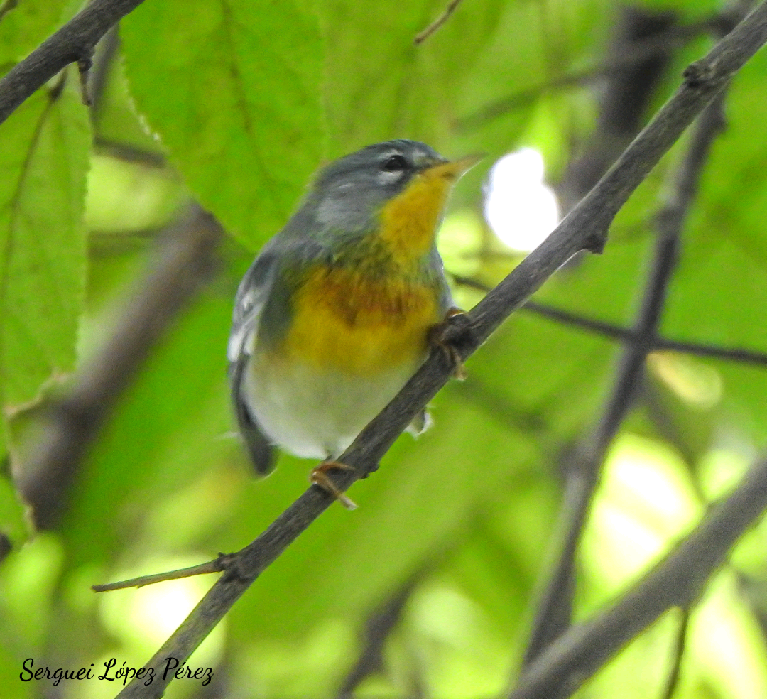 Northern Parula - ML643493939