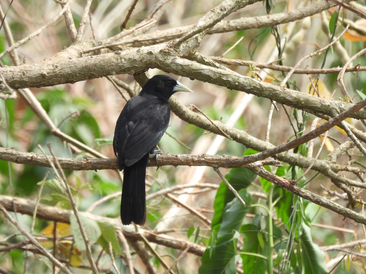 Solitary Black Cacique - ML643493940