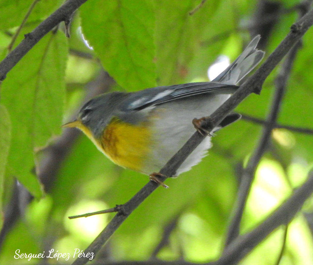 Northern Parula - ML643493946