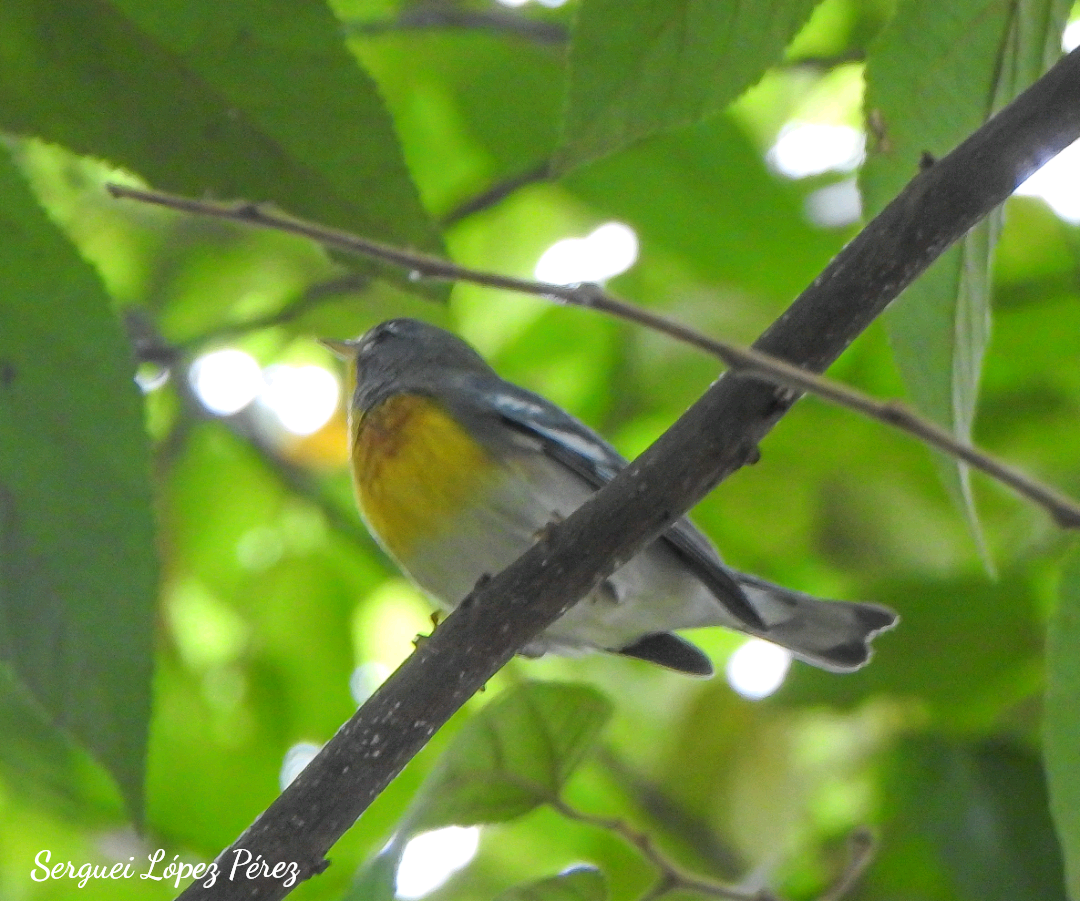 Northern Parula - ML643493948