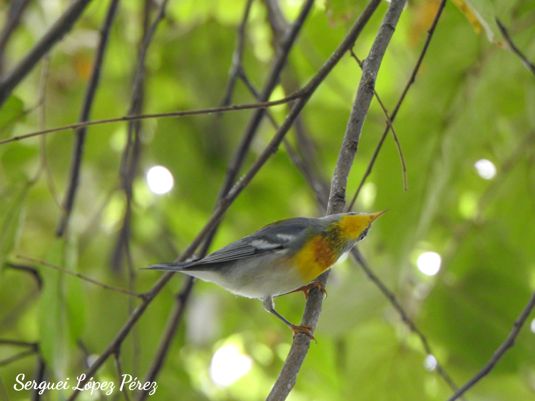 Northern Parula - ML643493951