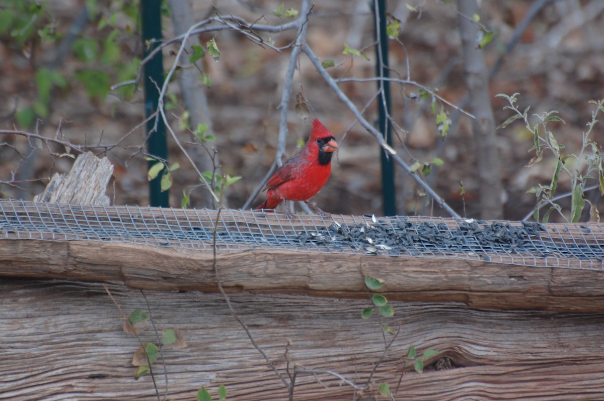 Northern Cardinal - ML643493956