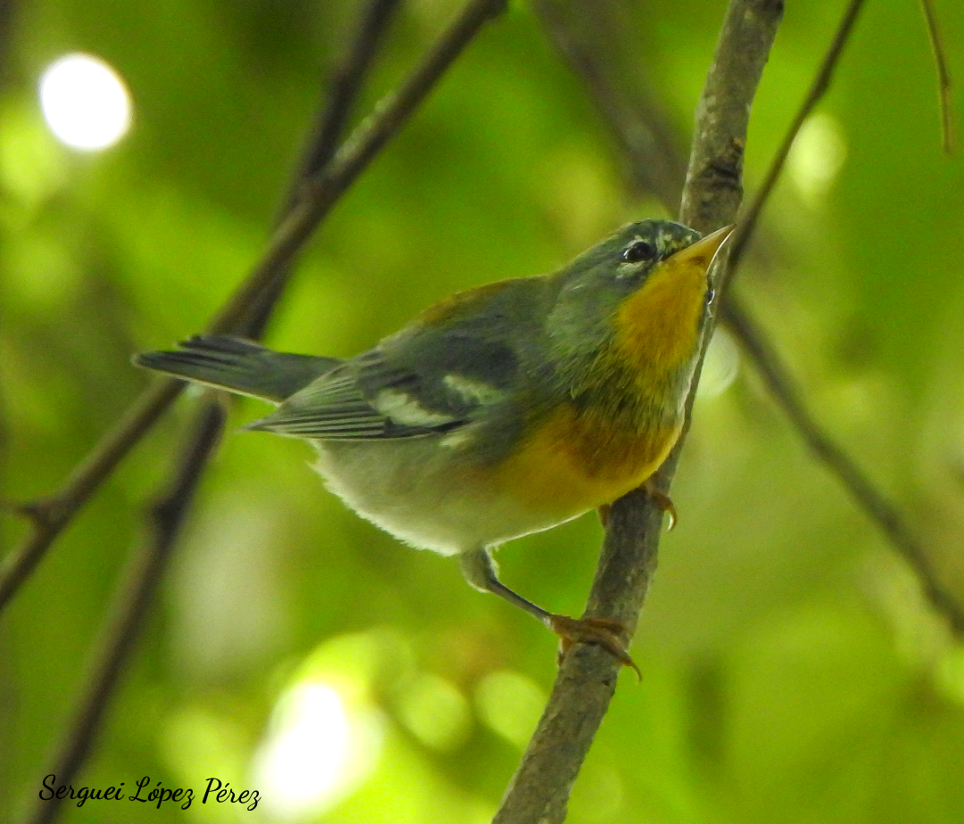 Northern Parula - ML643493958