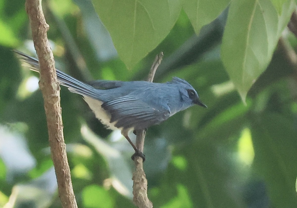 Blauhaubenschnäpper - ML643493983