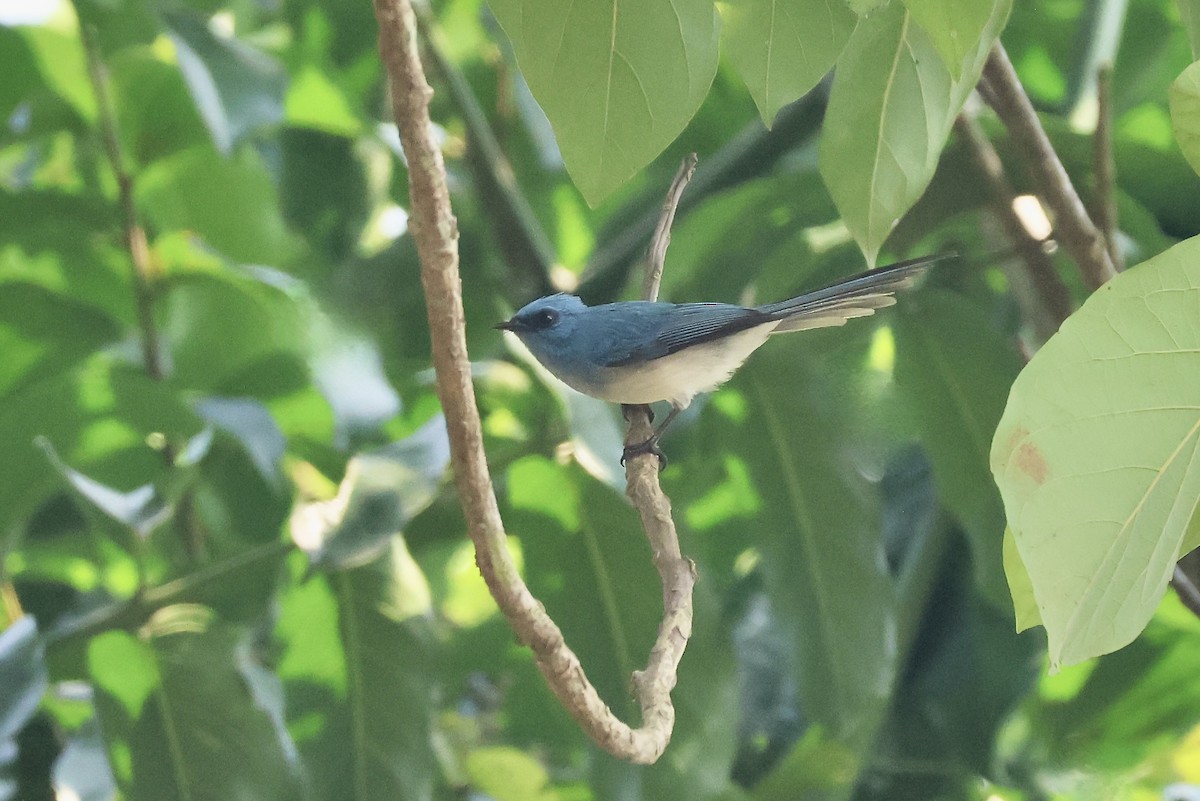 Blauhaubenschnäpper - ML643493985