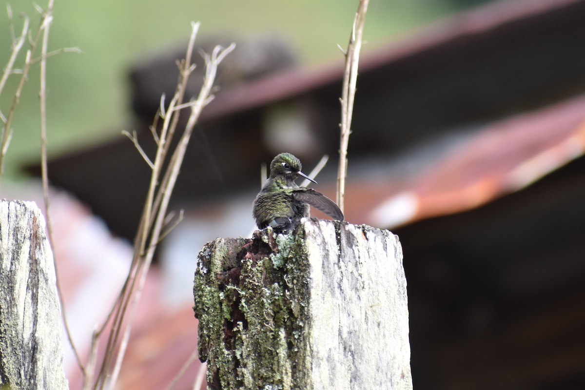 Longuemare's Sunangel - ML643493997