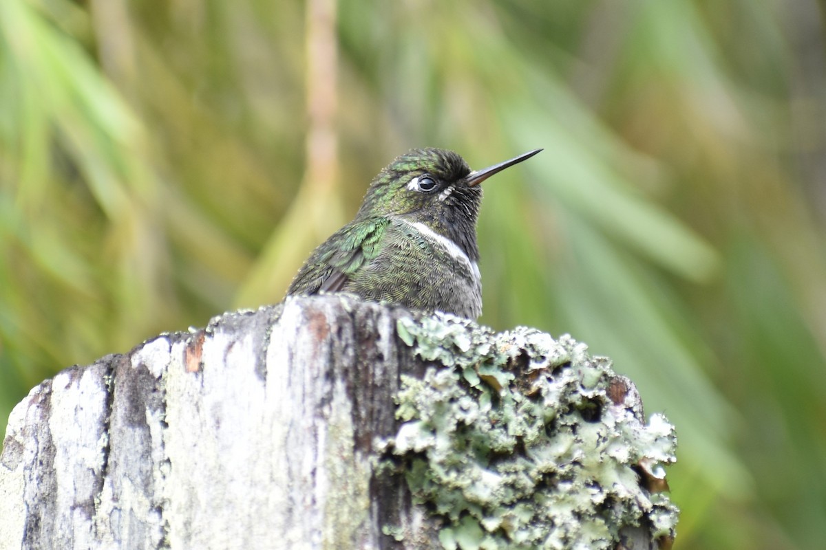 Longuemare's Sunangel - ML643493998