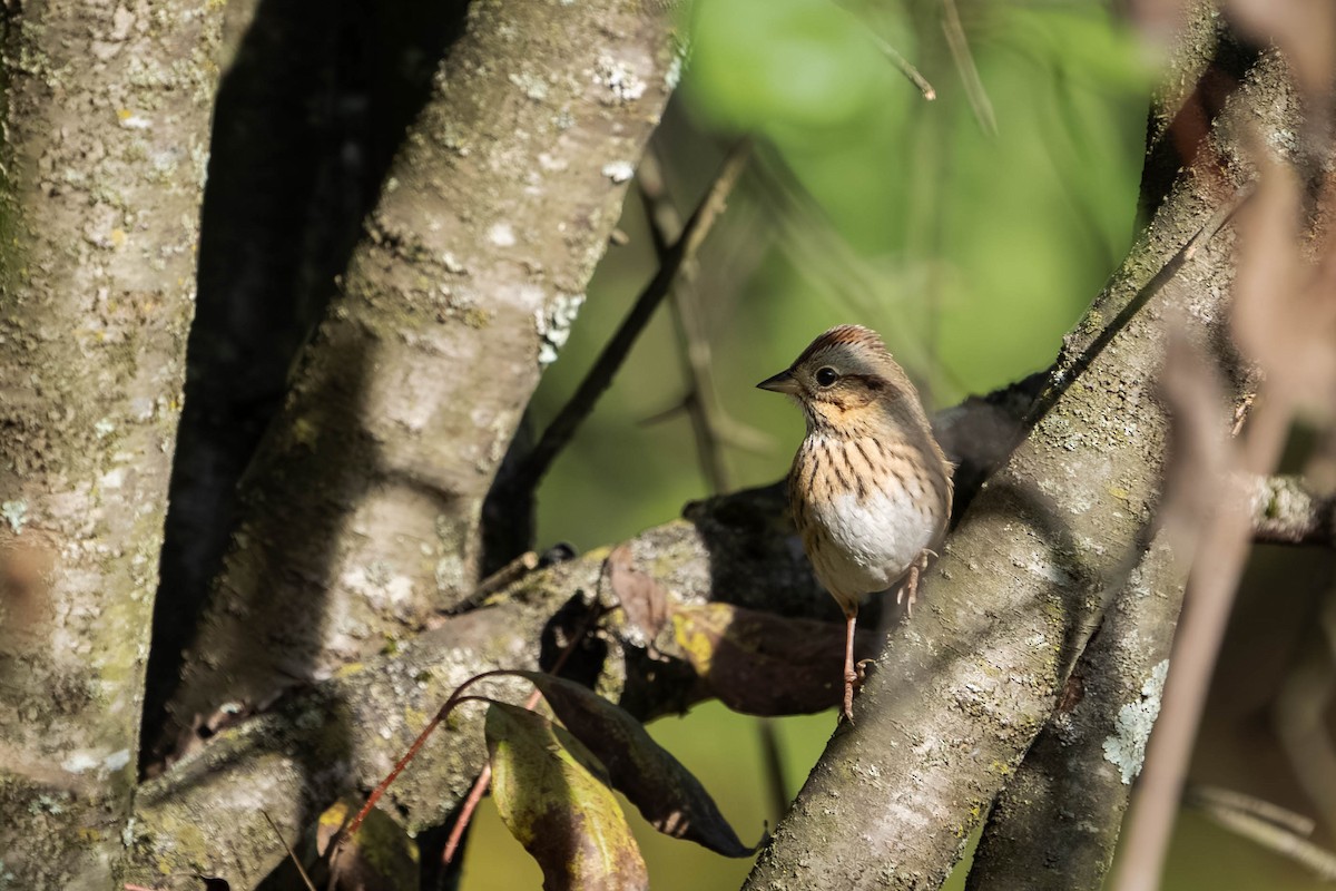 Lincoln's Sparrow - ML643494024