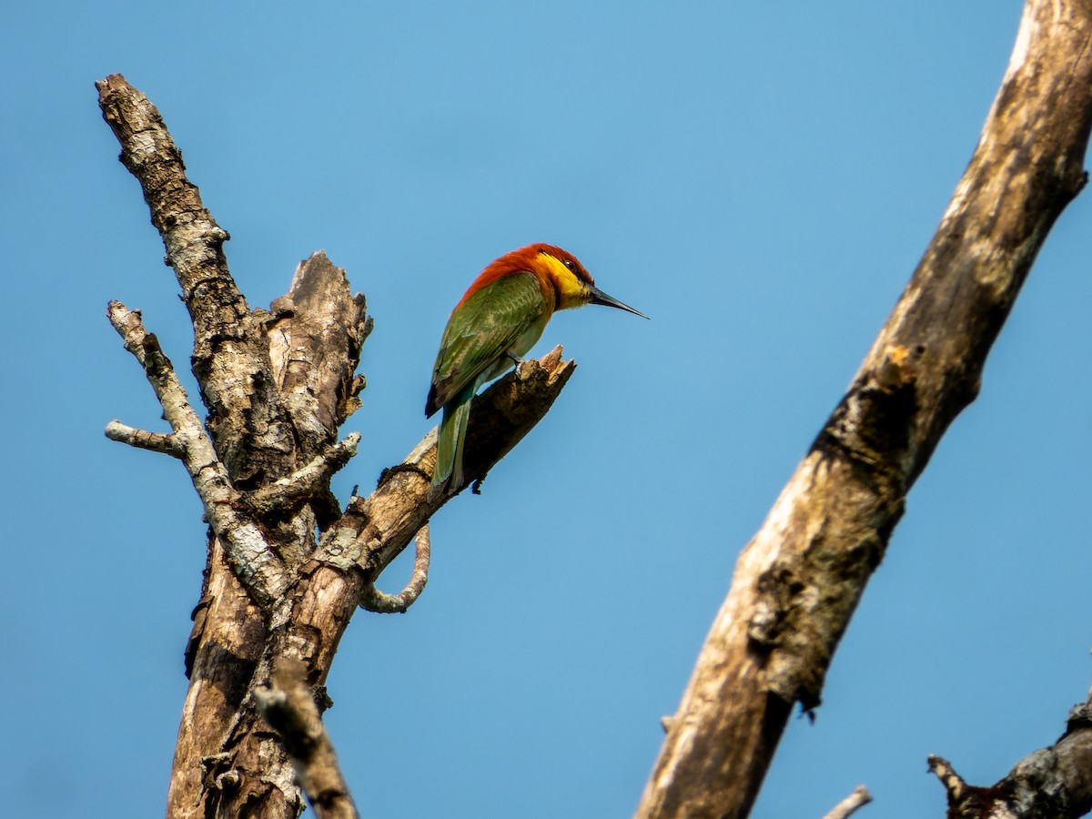 Chestnut-headed Bee-eater - ML643494029