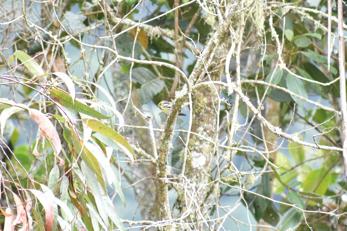 キマユアメリカムシクイ - ML643494051