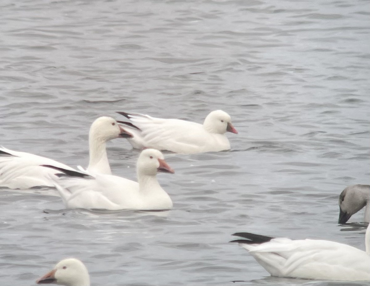 Ross's Goose - ML643494052