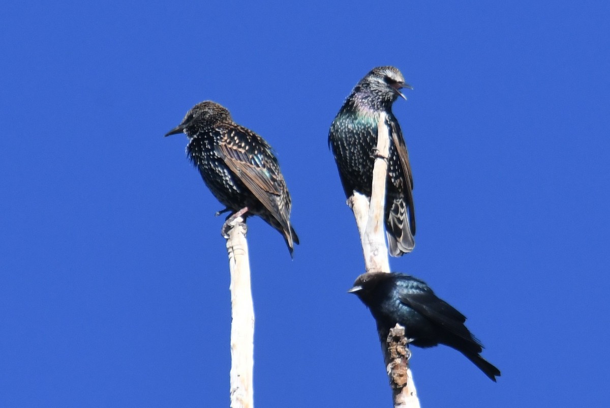 Brown-headed Cowbird - ML643494058