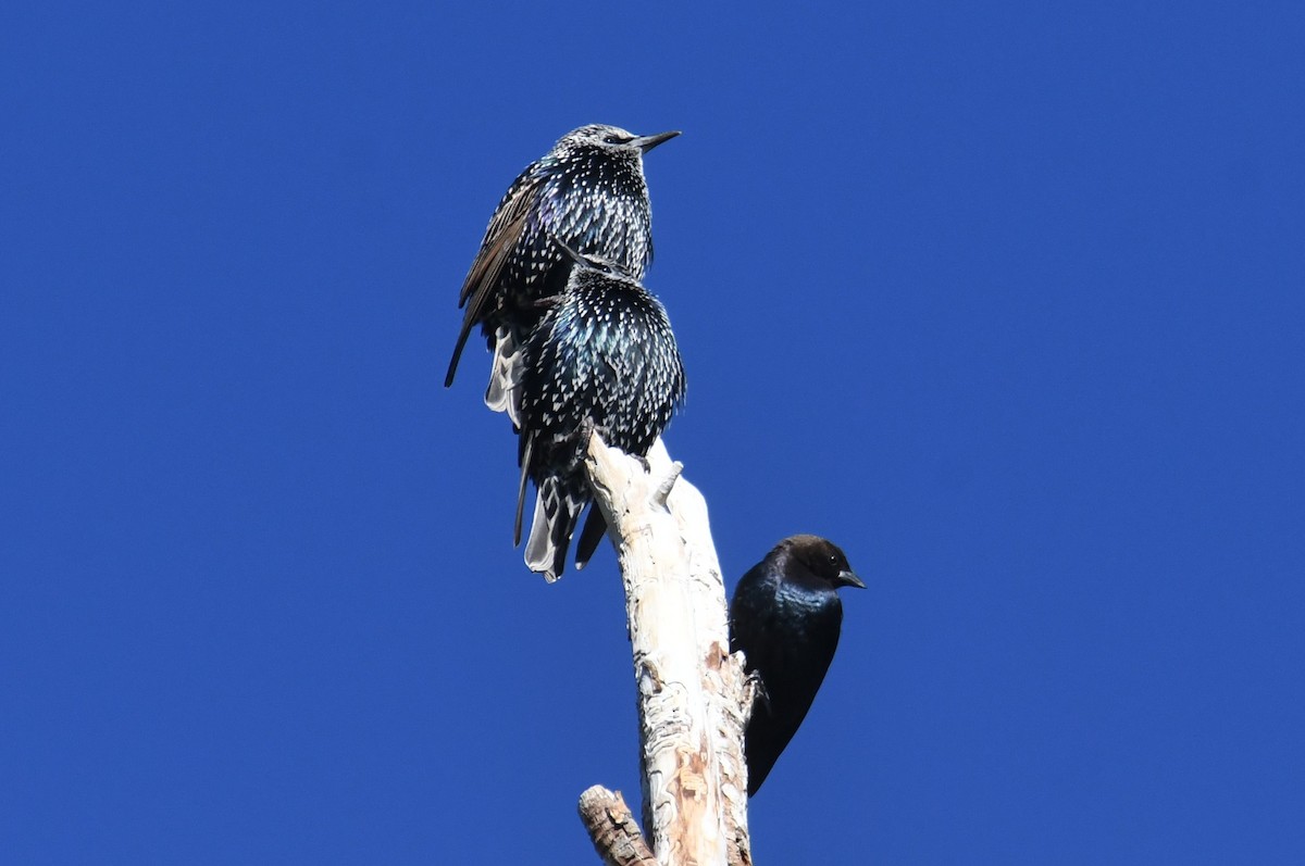 Brown-headed Cowbird - ML643494059