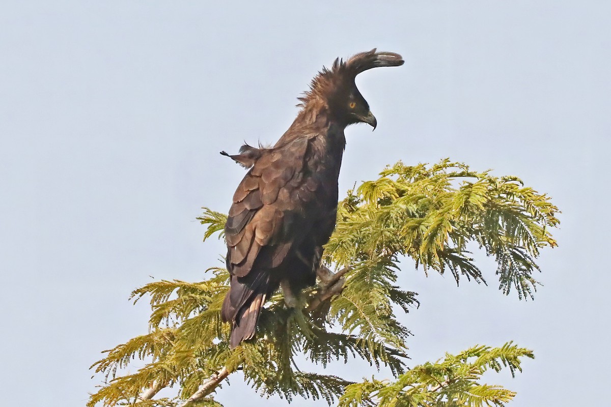 Long-crested Eagle - ML643494061