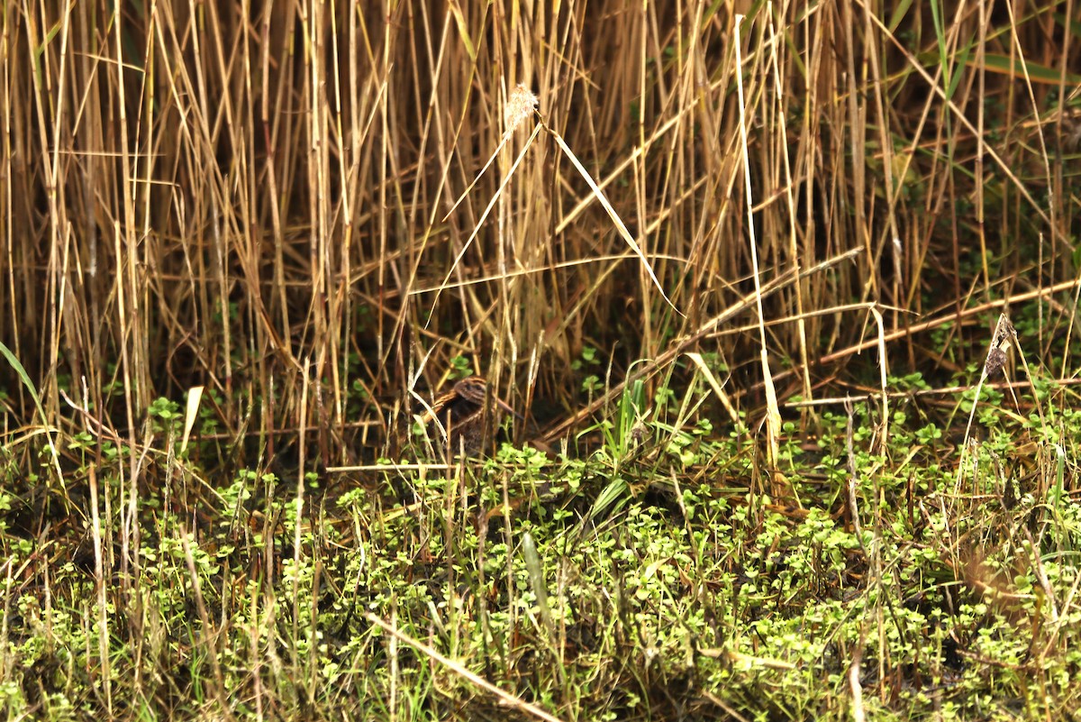 Jack Snipe - ML643494062
