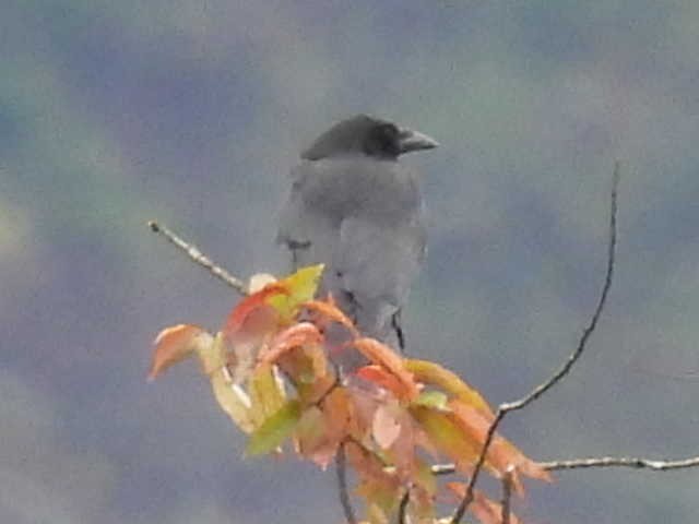 American Crow - ML643494067
