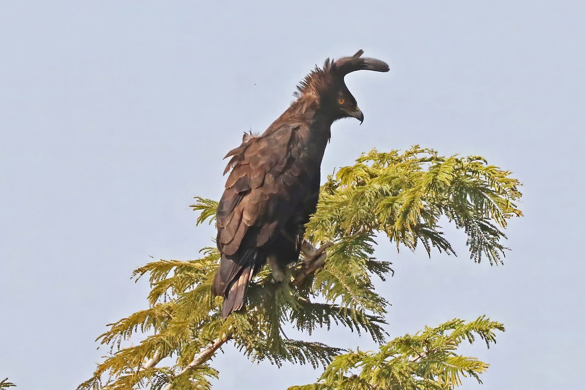 Long-crested Eagle - ML643494074