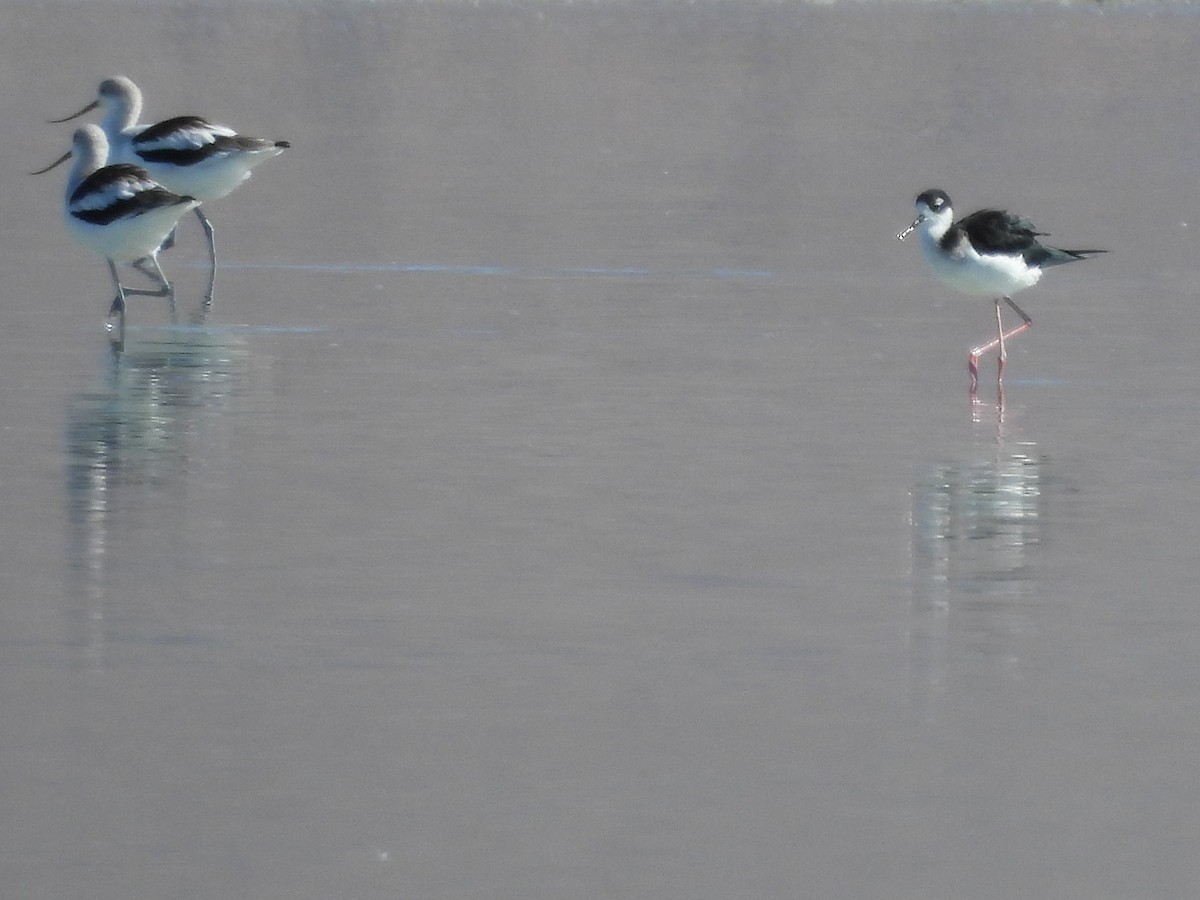 Black-necked Stilt - ML643494090