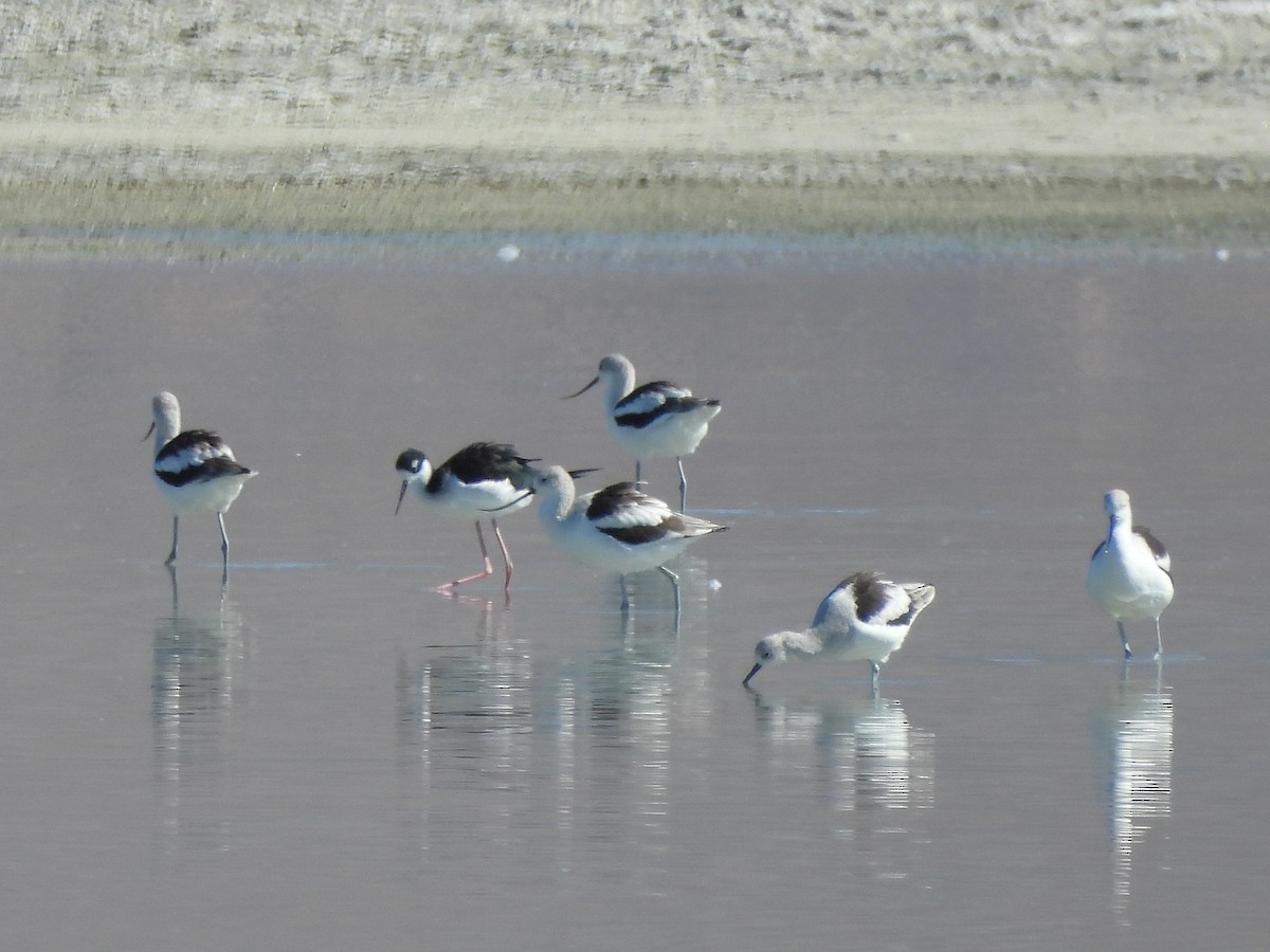 Black-necked Stilt - ML643494091