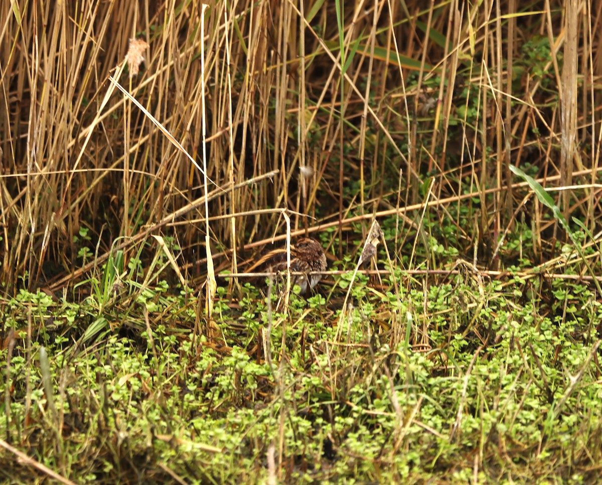 Jack Snipe - ML643494105