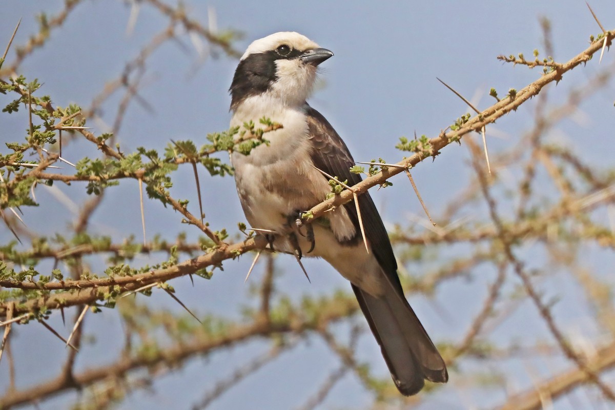 White-rumped Shrike - ML643494112