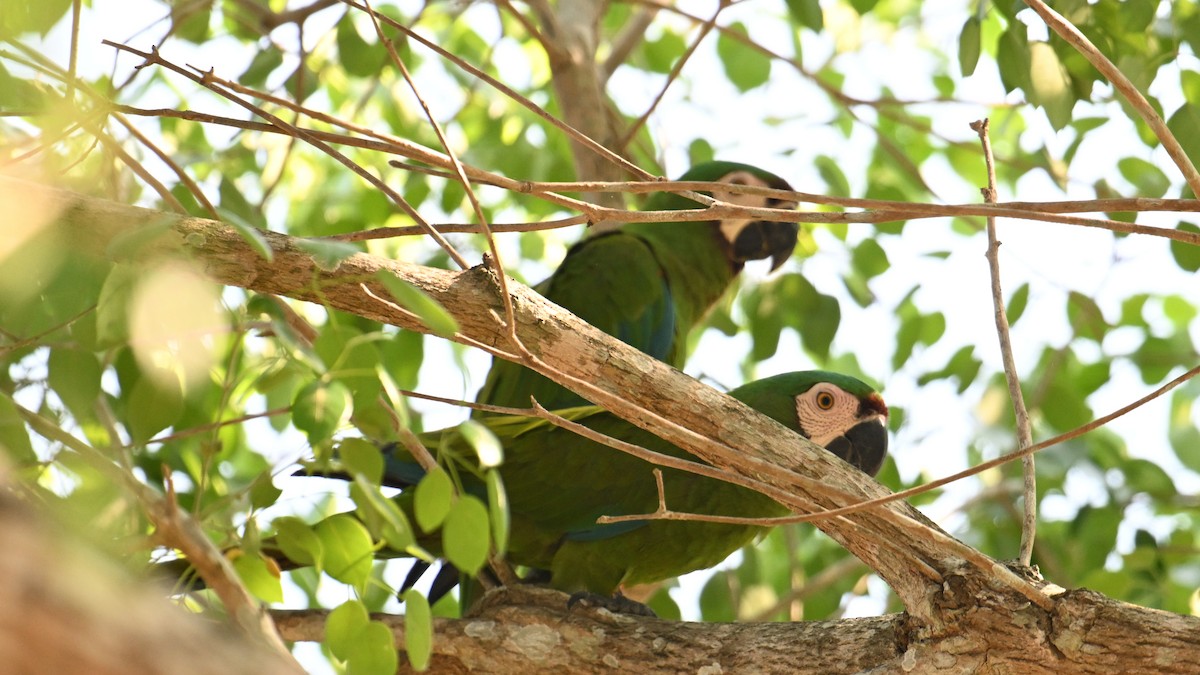 Chestnut-fronted Macaw - ML643494132