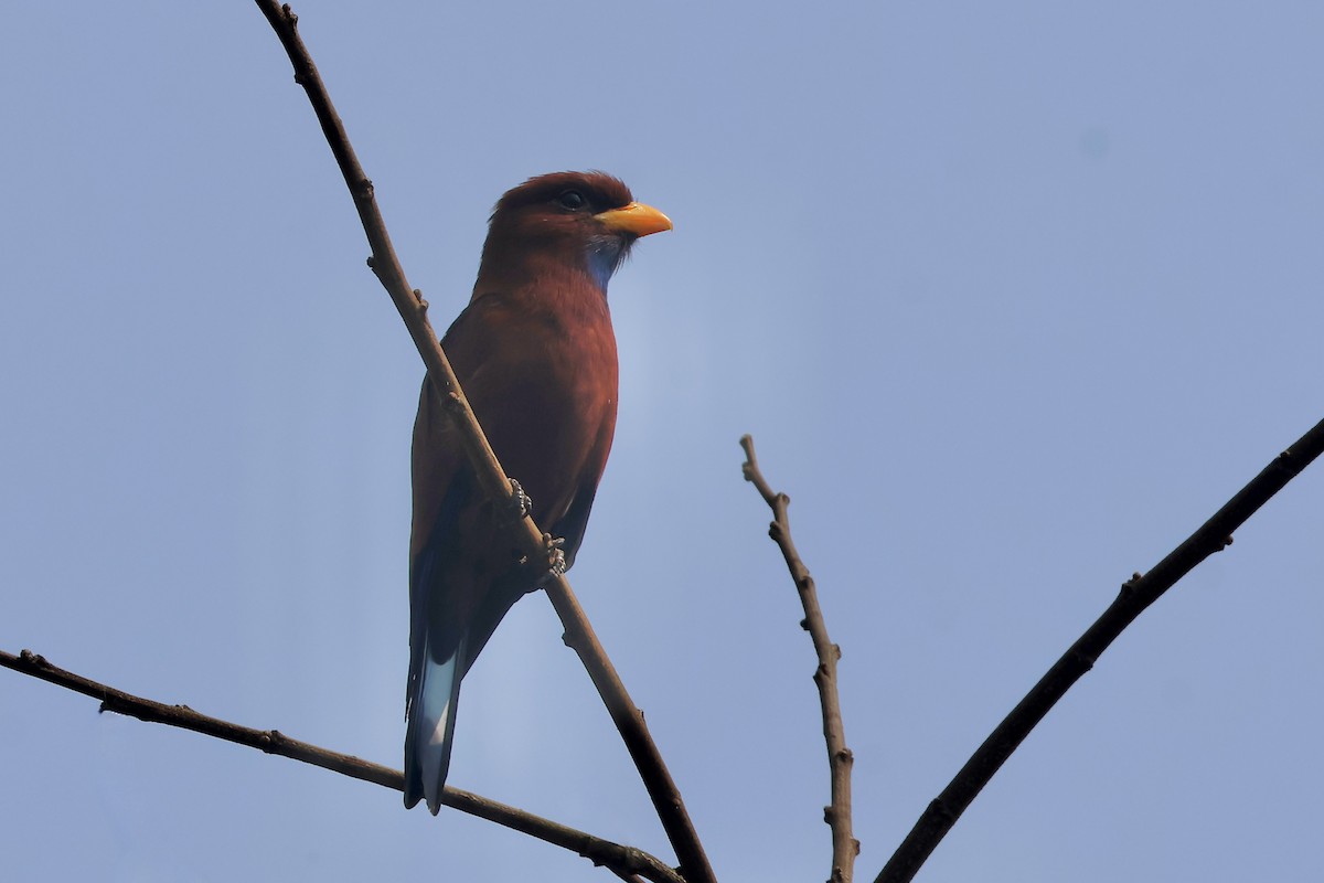 Carraca Gorjiazul - ML643494138