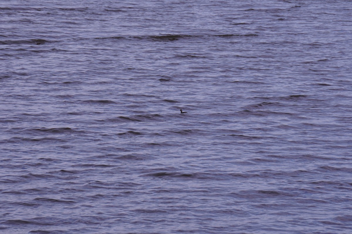 Least Grebe - ML643494141
