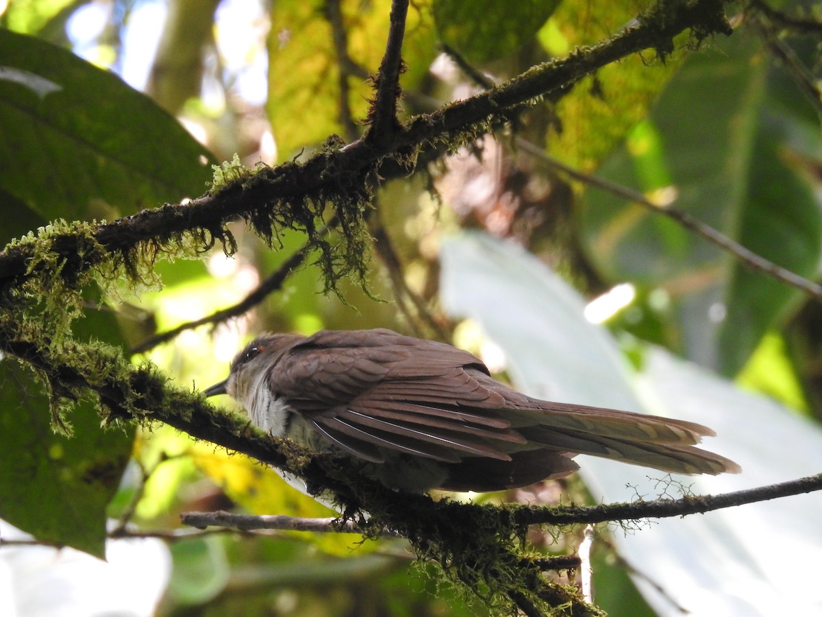 Black-billed Cuckoo - ML643494149