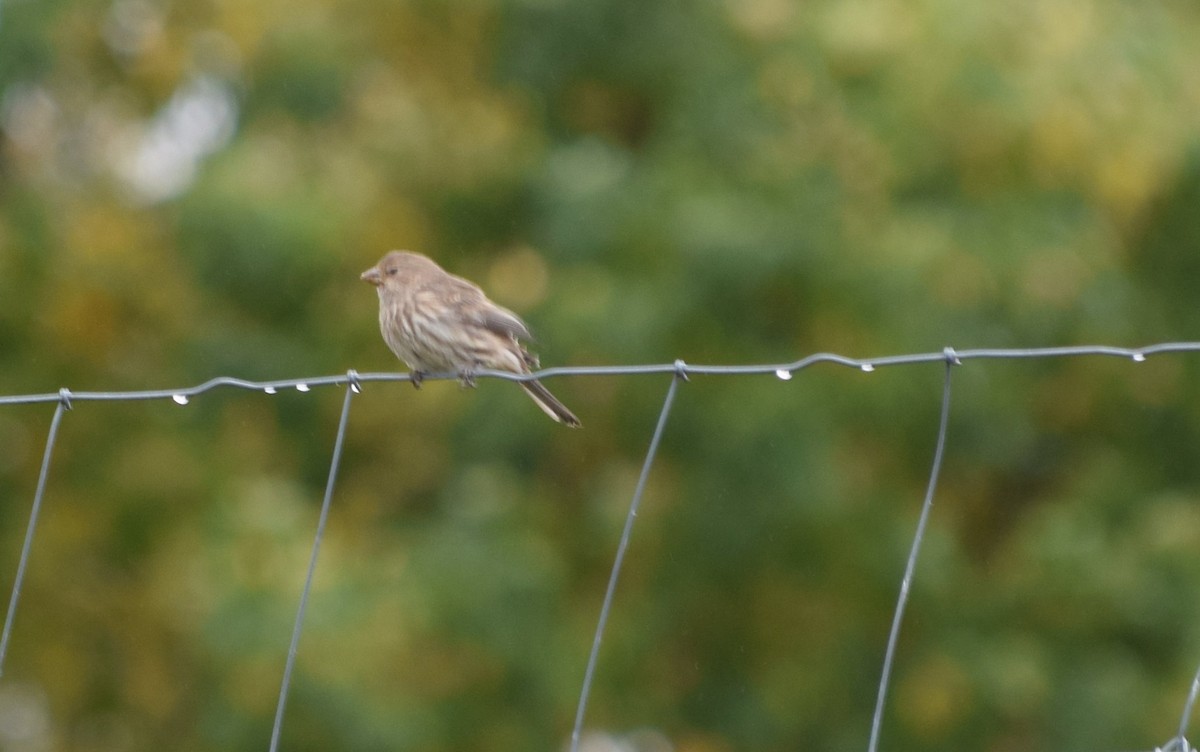 House Finch - ML643494180