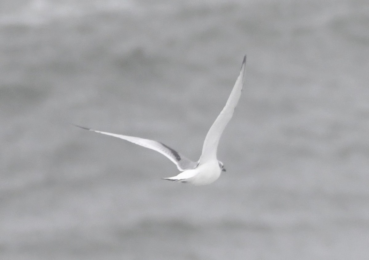 Black-legged Kittiwake - ML643494201