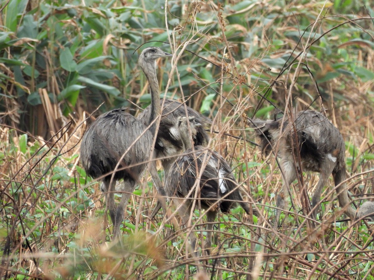Greater Rhea - ML643494202