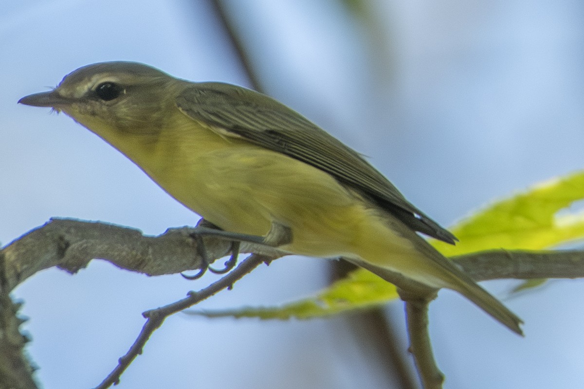 Vireo de Filadelfia - ML643494204