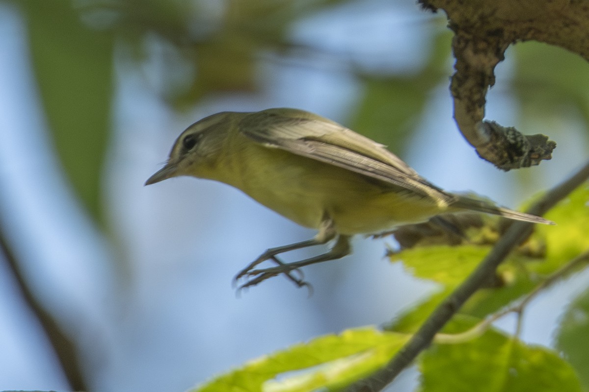Vireo de Filadelfia - ML643494205
