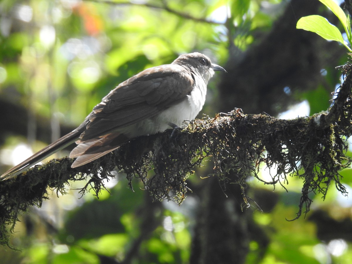 Black-billed Cuckoo - ML643494219