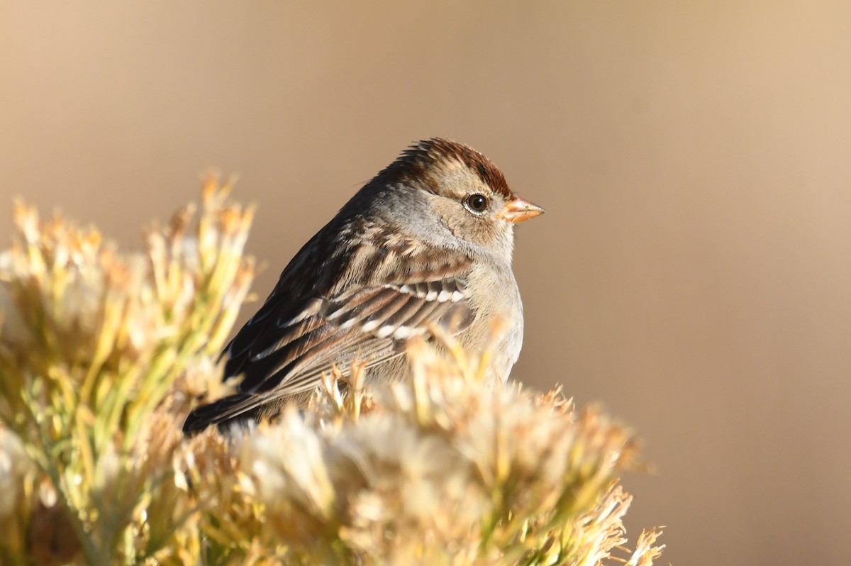 White-crowned Sparrow (Gambel's) - ML643494220
