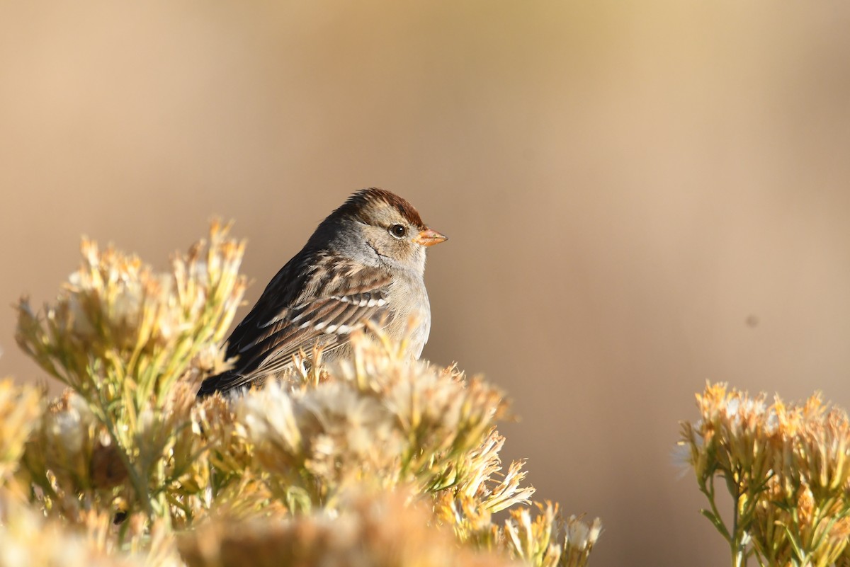 White-crowned Sparrow (Gambel's) - ML643494221