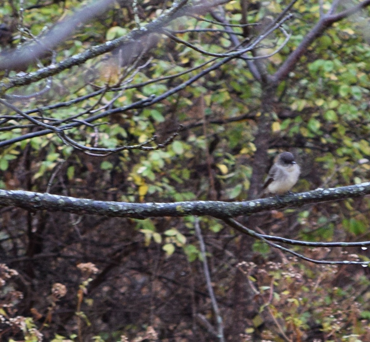 Eastern Phoebe - ML643494224