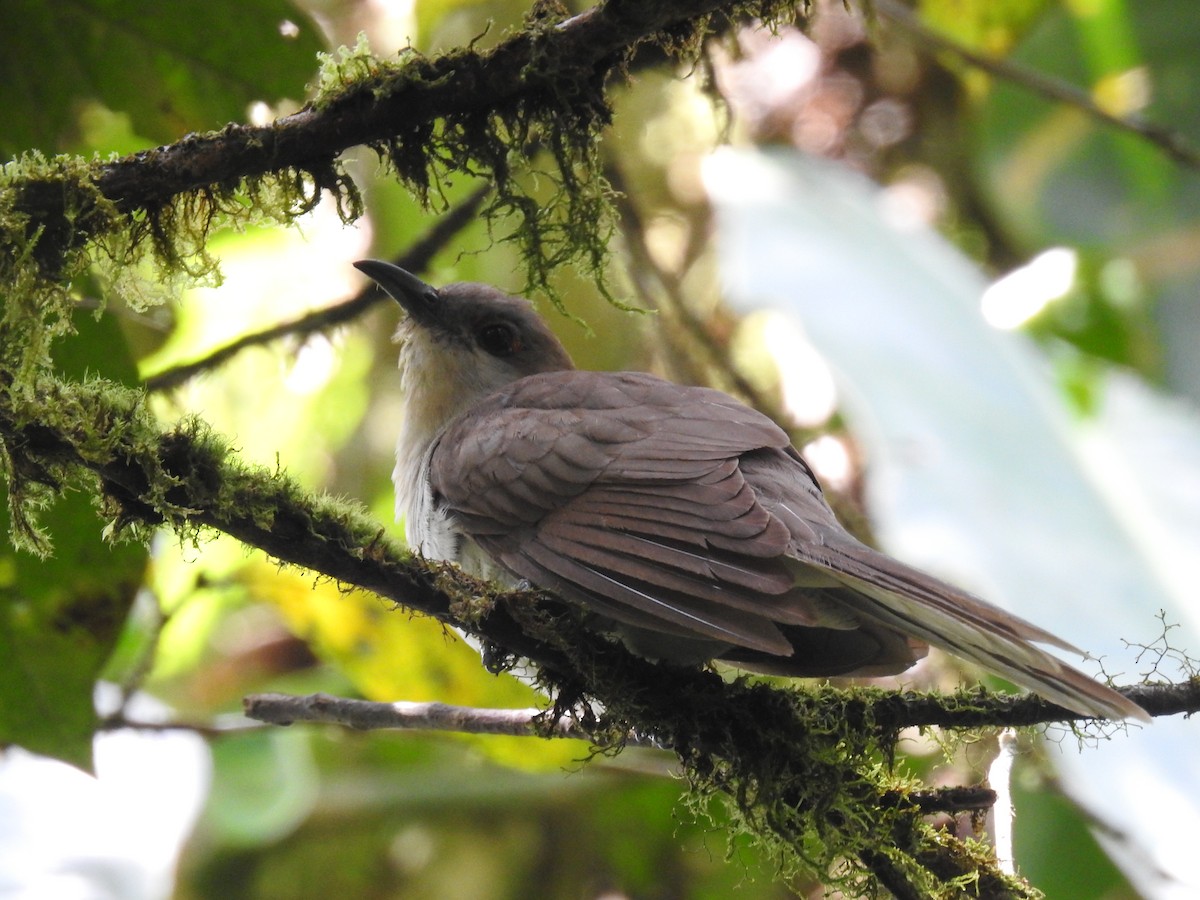 Black-billed Cuckoo - ML643494228