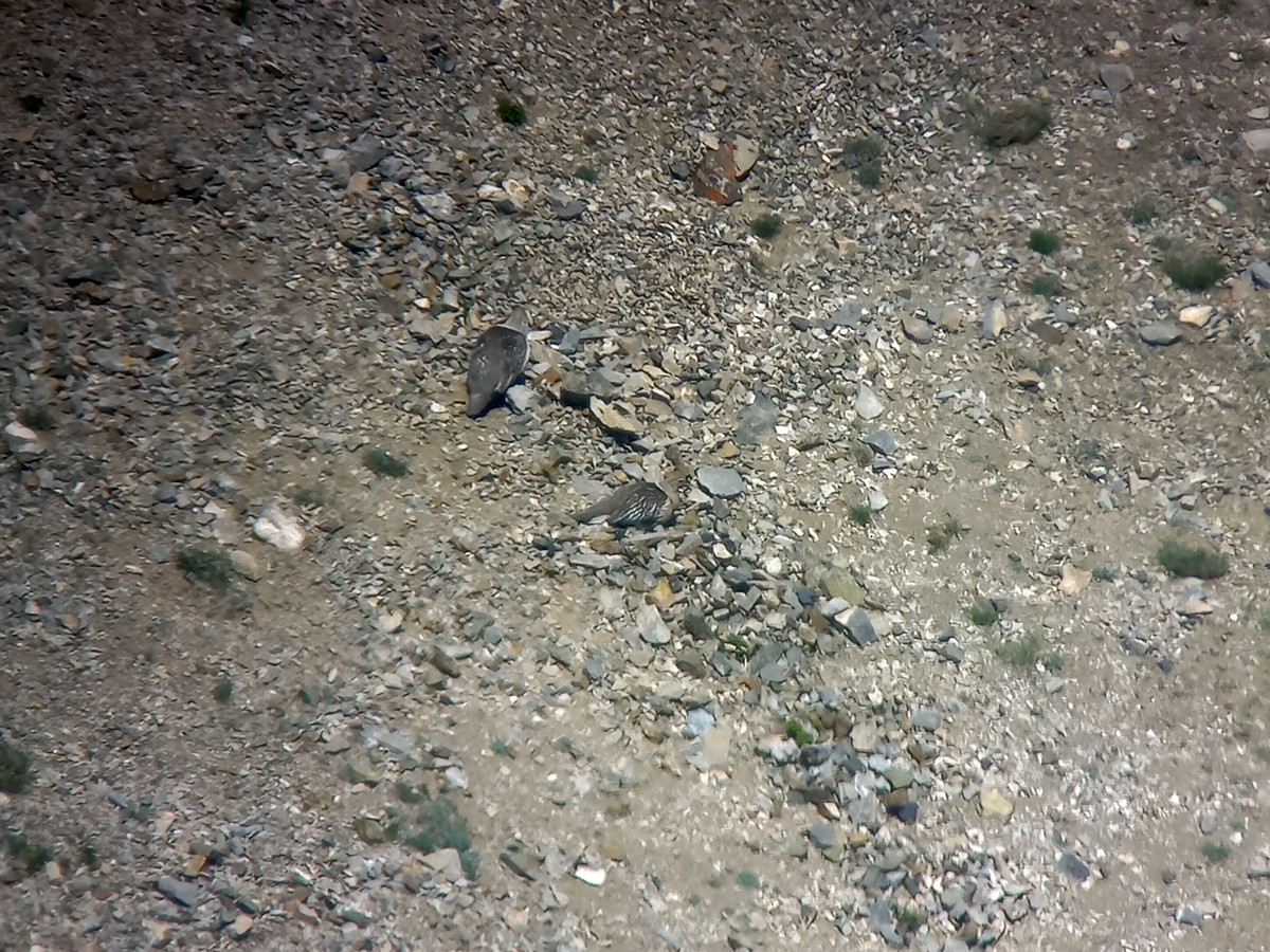 Altai Snowcock - ML643494229