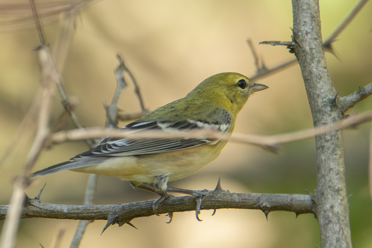 Bay-breasted Warbler - ML643494232