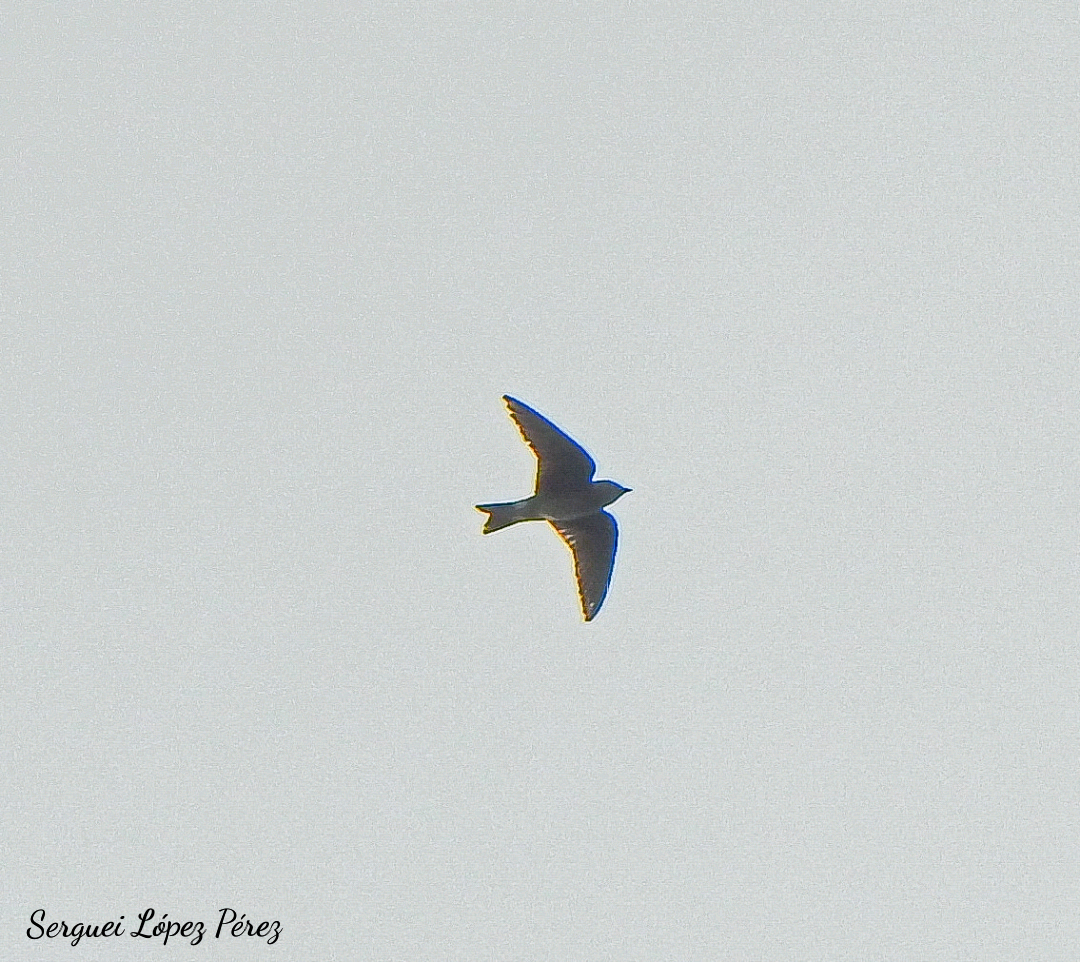 Purple Martin - ML643494245